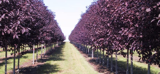 30 Purple Chokecherry Tree Seeds for Planting - Shubert Chokecherry, Prunus virginiana Shubert