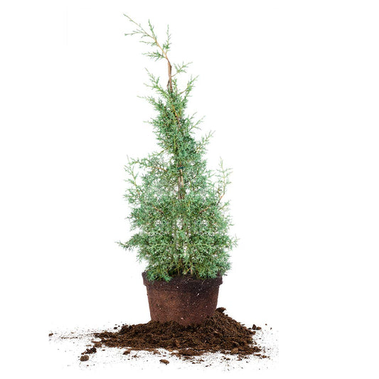 Perfect Plants Carolina Sapphire Cypress 3 Gal. | Privacy Tree, Silvery Blue Green Needle-Like Foliage| Evergreen Wind Barrier