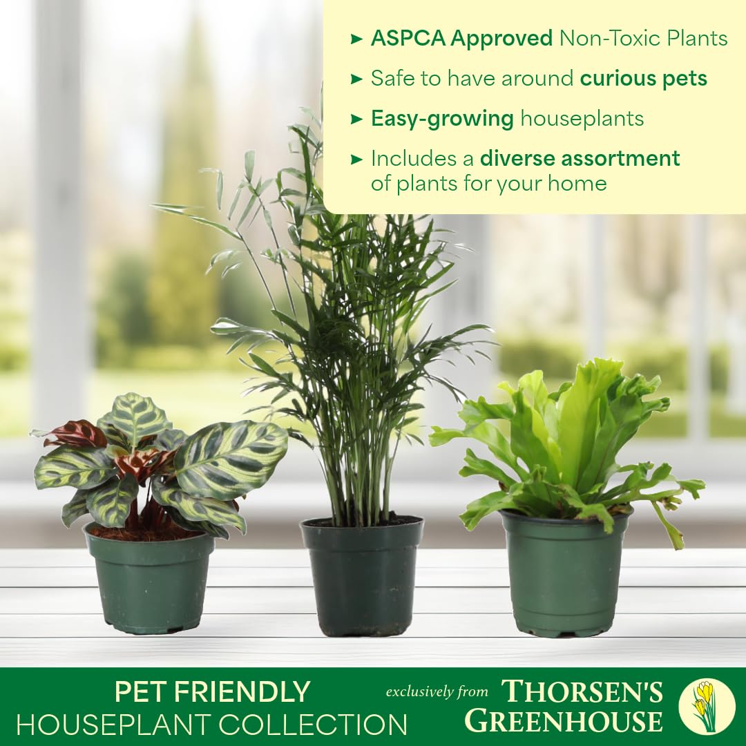 Thorsen's Greenhouse Live Pet Safe Houseplants (3 Pack), Easy to Grow, Pet Friendly & Non-Toxic, Grower's Choice Bundle, 4-inch Diameter Established Plants, Nursery Pot (3-Pack)