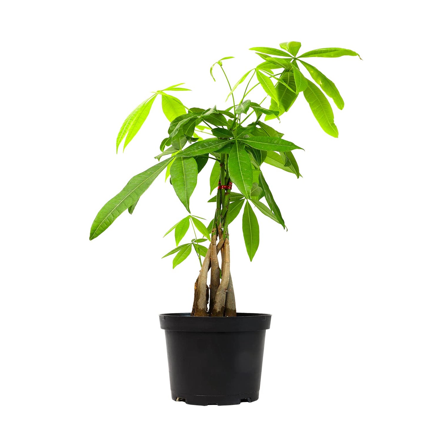 Money Tree Plant Indoor House Plants, Chinese Money Plant Decor, Bonsai Tree Feng & Essential Houseplant Collection (4PK) Live Plants Indoor Plants Live Houseplants in Plant Pots