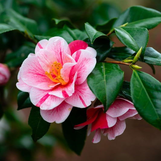 Live Plant - Tri Color Camellia Japonica - Starter Plant