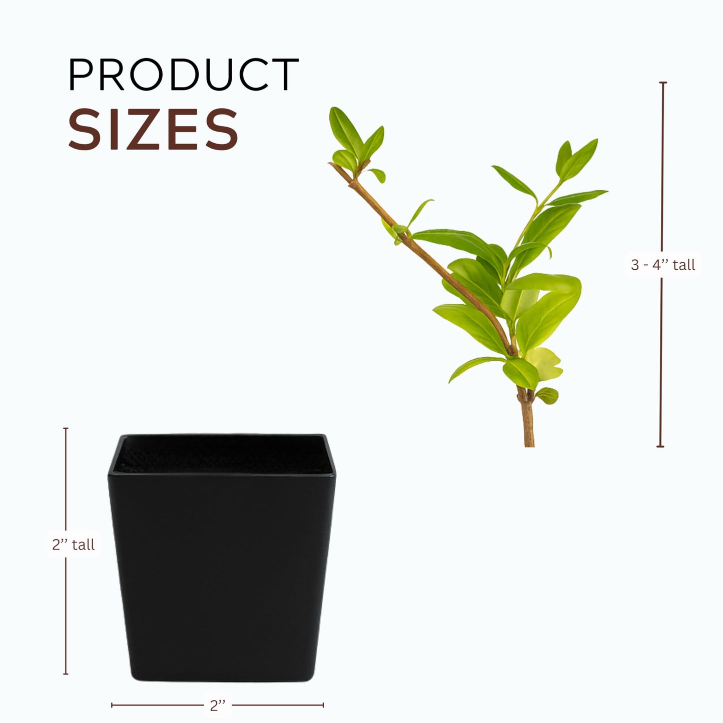 White Fragrant Japanese Honeysuckle Vine, Starter Plant, Climbing Landscape Outdoor Garden Plant 2 inch Pot (3)