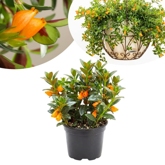 Goldfish Plants Live in 4 Inches Pot, Orange Goldfish Flower Plant, Live Houseplants Succulent for Hanging Basket, Well Rooted, 4-7 Inches Tall