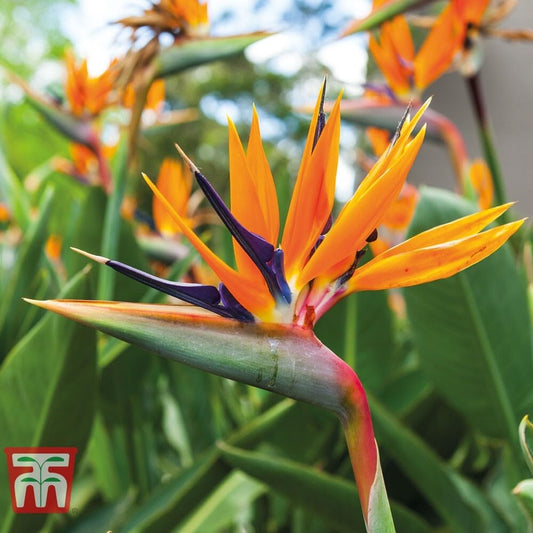 Live Plant - Orange Bird of Paradisestrelitzia Reginaerooted Plant10-12 Inches Tall