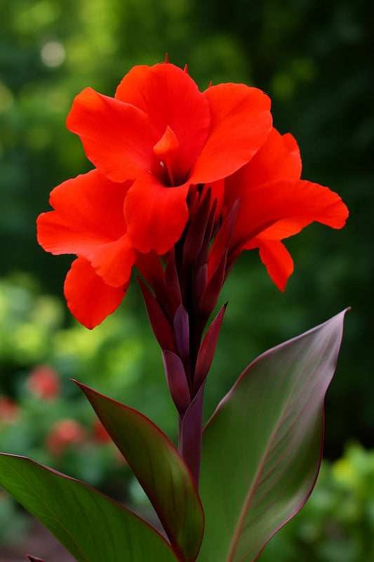Red King Humbert Canna Lily Bulb to Grow – Bold Tropical Color with Fiery Red Blooms (5 Bulbs)