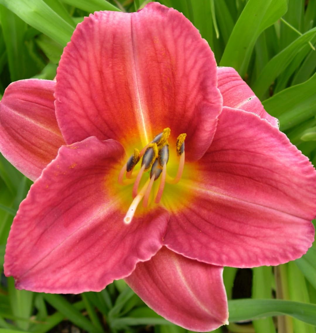 Votaniki Hemerocallis 'Rosey Returns Daylily' - Long Blooming, Perennial Daylily Bare Root for Plant | Perfect Addition to Any Garden - Easy to Gow and Low Maintenance (4 Pack)