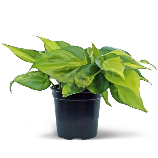Live Brazilian Philodendron, Variegated Philodendron, Trailing Indoor Potted Plant, Fully Rooted Air Purifier, Couples Gift, Plant Mom Dad Gift, Easy to Grow Houseplant in 4" Pot