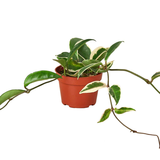 Hoya Carnosa Tricolor Live Plant for Indoor | Different Houseplants in 4'' & 6'' Pot | Real House Plant for Living Room, Office, Desk & Bathroom | Porcelain Flower | Wax Honey