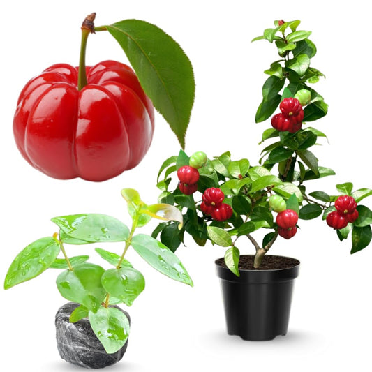 Surinam Cherry Trees Live Plant, 5-7" in Tall, Sweet Cherry Fruit Tree, Cherry Bush Live Plants, Bareroots, Cold Hardy