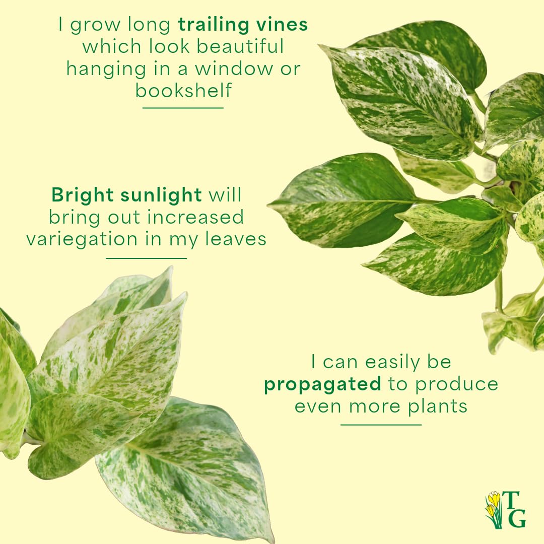 Thorsen's Greenhouse Marble Queen Pothos, Live Indoor Plant, Easy to Grow, Rare Variegated Houseplant, Natural Air Purifier, 6-inch Diameter Pot (Sage)
