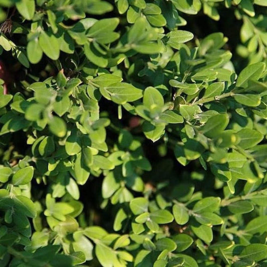 Buxus Green Mountain (3 Gallon)