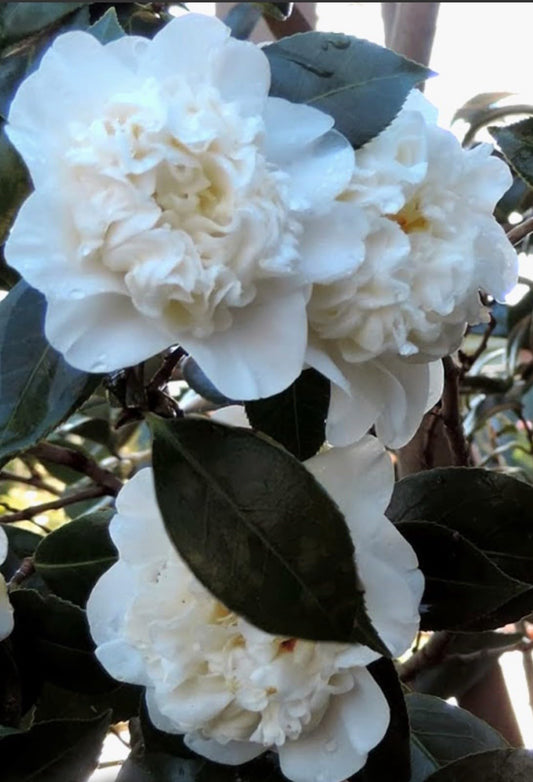 Live Plant - Fifth Avenuecamellia Japonica-Live Starter Plant