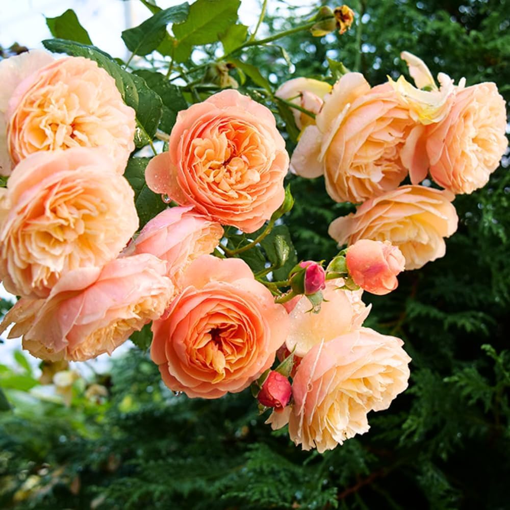 Fragrant Rose Plant Live in Pot, Reblooming Roses Bush for Outdoor Garden (Apricot Rose)