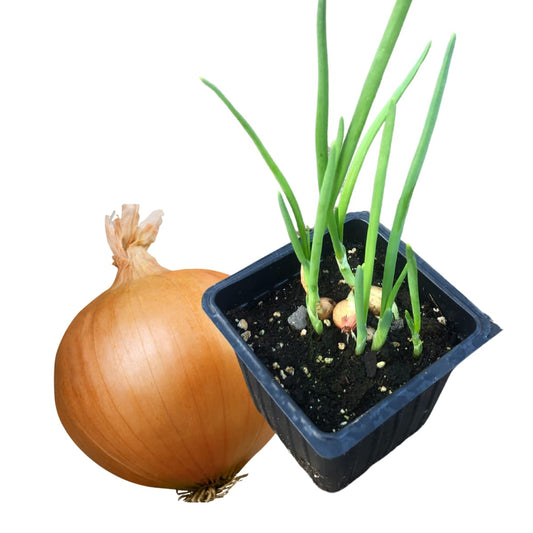 Smoke Camp Crafts Yellow Onion Plants, Live Seedlings, 2.5-inch Growing Pot