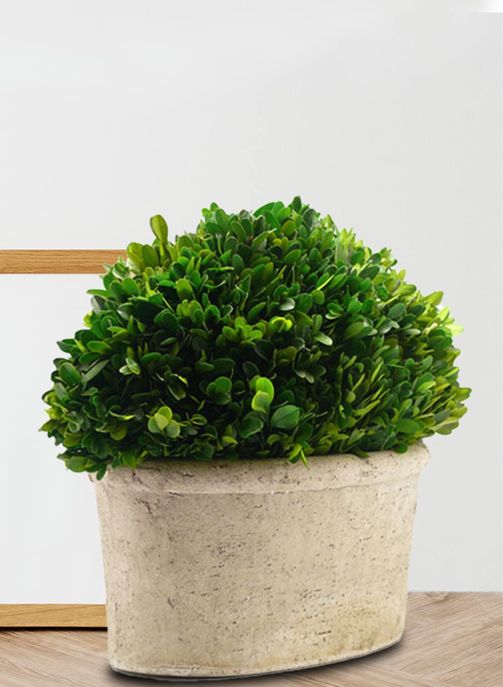 Serene Spaces Living Preserved Boxwood Oval Topiary in a Pot, Boxwood in Planters, Preserved Plant for Boxwood Table Decor, Centerpiece, Measures 12.5" Tall, 7.5" Wide & 14" Long