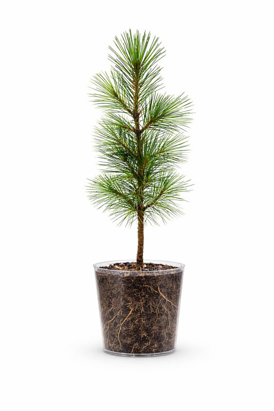 Shortleaf Pine Tree (Pinus echinata) – Live Native Evergreen Tree – (1, Large (12–18 inches))