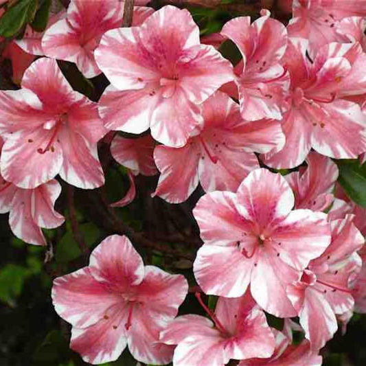Live Dogwood Bicolor Azalea Plant, Cold Hardy Azalea Plant, Reblooming Flowering Azalea Shrub, Rhododendron Like, Azalea Bush for Outdoor Gardening