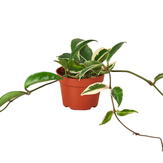 Hoya Carnosa 'Tricolor' | Live Plant for Indoor & Outdoor | for Living Room, Office, Bathroom | (4" Pot)