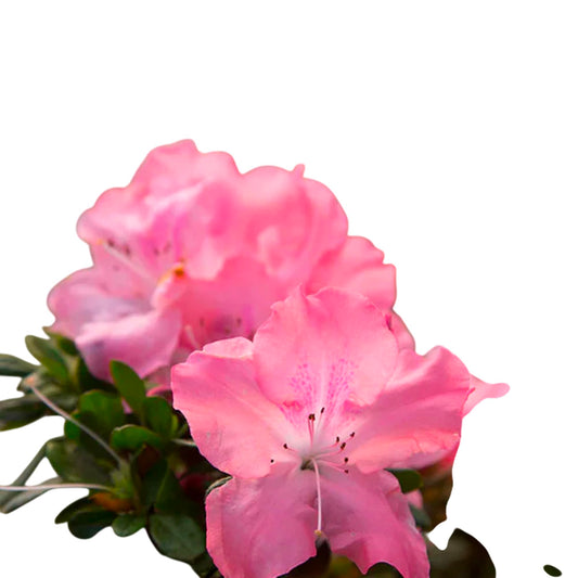 Autumn Debutante Encore Azalea – Proven Winners Evergreen Rhododendron Shrub with Soft Pink Blooms, Reblooming Perennial for Garden Borders & Landscapes (1 Gallon/Set of Two)