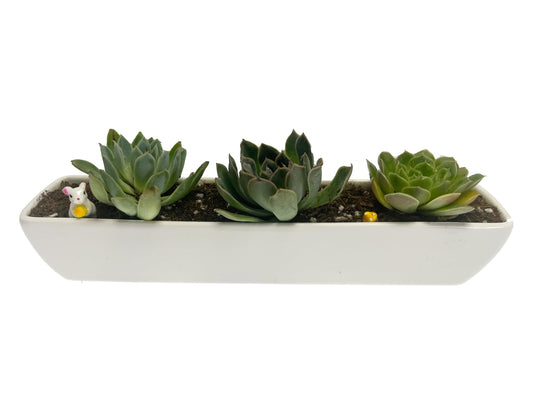 Kipokalor Two Set of Long Rectangular Modern Succulent Planter Pot,with Ceramic Saucer for Office,Desk,Window. (2)