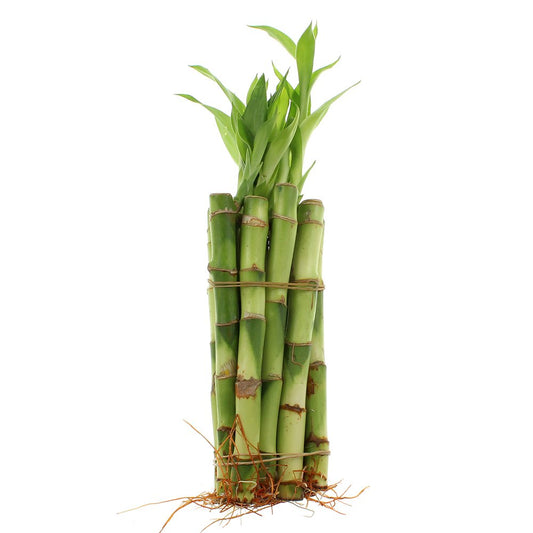 NW Wholesaler - Live Indoor Lucky Bamboo 6 Inch Bundle of 10 Stalks - Live Indoor Houseplants for Home Decor, Floral Arrangements, and Feng Shui - Good Luck Plant