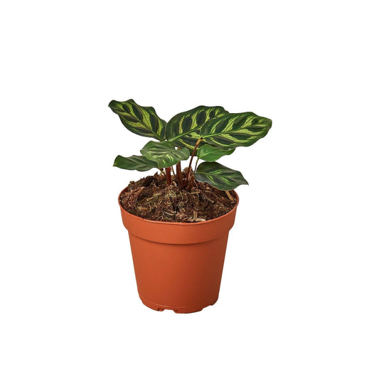 Calathea 'Makoyana' | Live Plant for Indoor & Outdoor | for Living Room, Office, Bathroom | (4" Pot)