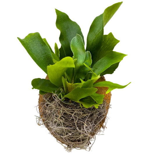 BubbleBlooms Staghorn Fern Plaque, Elkhorn Fern on Cedar Wood Sculpture, Mounted with Moss