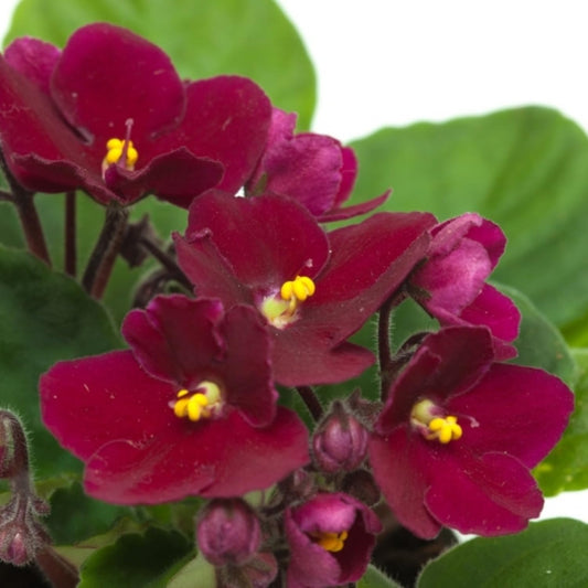 African Violets Live Plants Houseplants, African Violet Flower 4 Inches Pot, Live African Violet Plant Indoor (Burgundy Red)