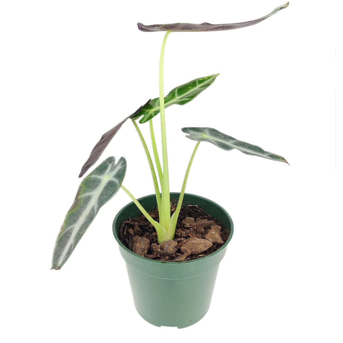 Alocasia Bambino (4'' Grower Pot) - Low Light and Healthy Houseplant - Easy to Care Indoor Houseplant