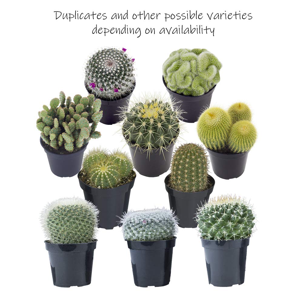 Altman Plants, Assorted Cactus Plants Live Succulents (8 Pack), Live Cactus Plant Lover Gifts, Cacti Succulents Plants Live Houseplants, Succulent Indoor Plants Live Plants in Cactus Soil Potting Mix