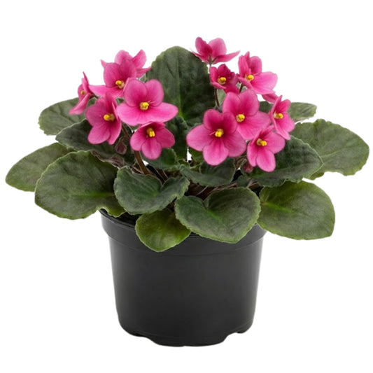 African Violets Live Plant in 4 Inch Pot, Pink Blooms, Perennial Flower Houseplant African Violet Plant for Indoors Outdoor Garden