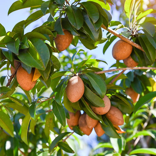 Sapodilla Tree Live Plant for Growing 2 to 3 Feet Tall, in 3 Gallon Pot, Sapodilla Plant Live Outdoor, Cannot Ship to CA