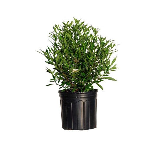 Frost Proof Gardenia (2.5 Gallon) Flowering Evergreen Shrub with Glossy Green Foliage and White Fragrant Blooms - Full to Part Sun Live Outdoor Plant
