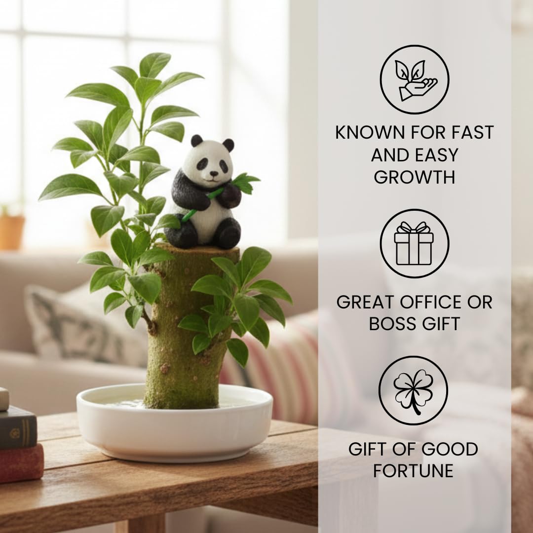 Brazilian Willow Wood Desktop Grow Kits - Great Gift for Office or Wedding Party - Office Secret Santa Gift Exchange - White Elephant - Lucky Joy Kit (2 Kits)