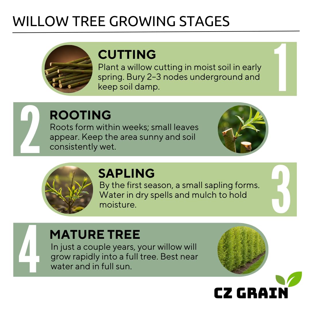 One White Willow Tree - Silver Leafs Shimmer in The Moon Light - One Cutting to Grow, Beautiful Outdoor Shade or Privacy Trees