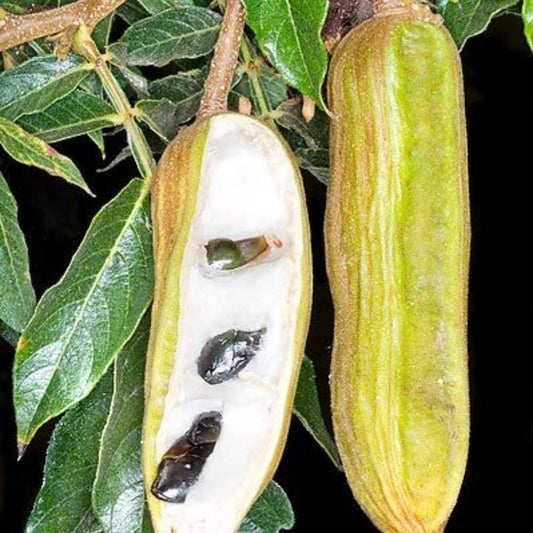 Ice Cream Bean Fruit Tree Live Plant Live for Planting, 8 to 12 Inch Tall Ice Cream Bean Plant Live Pot, a Half Gallon