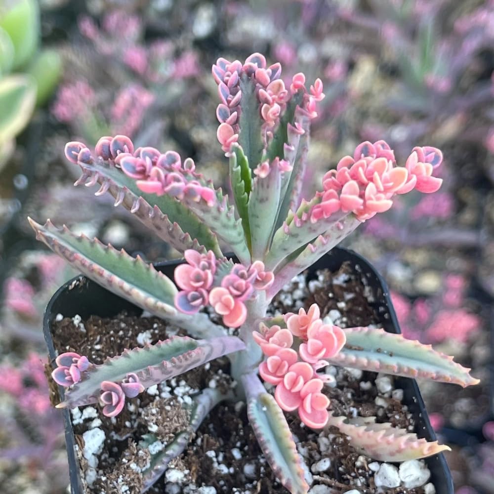2 Kalanchoe Pink Butterfly Plants Live, Kalanchoe Live Plant, in 2 Inch Pot, Pink Kalanchoe Succulent Mother of Thousands