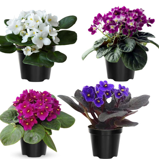 Random African Violets Live Plant, African Violet Plant, 4 Inc Pot