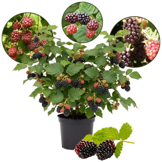 Combo 2 Boysenberry Plant 4 to 7 Inch Tall, Sweet Berry Bush Plants, Hardy Berry Fruit Plants Live for Planting Outdoor Garden, No Pot