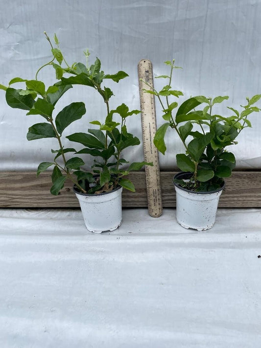 Live Plant - 4" Pot Little or Baby Duke of Tuscany Jasmine Arabian Jasminum Sambac Plant