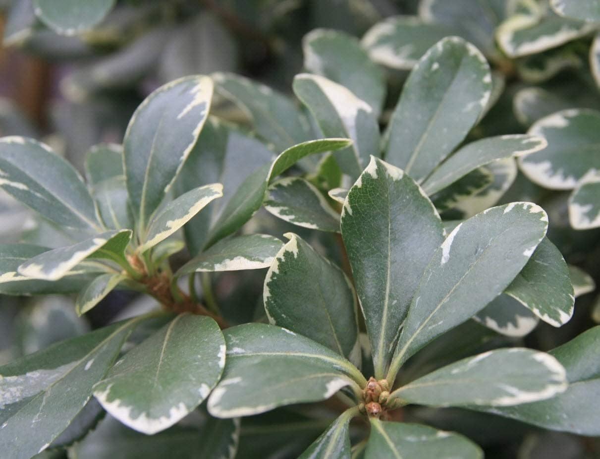 Variegated Pittosporum | 40 Live Plants | Pittosporum Tobria Variegatum | Evergreen Border Accent Hedge Shrub