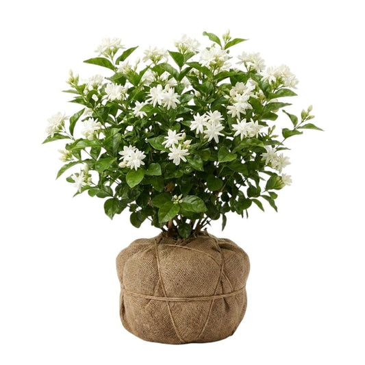 Live Jasmine Plant 2-3ft Tall in One Gallon Pot, Jasmine Sambac Plant Live, White Jasmines Flowers Shurb for Grow Indoor or Outdoor (Arabian Jasmine)