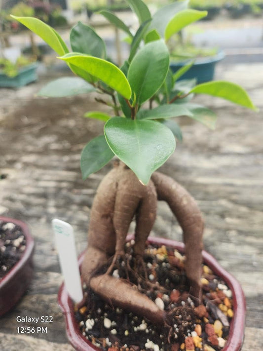 Ginseng Ficus Bonsai Plant in 6-inch Pot, Live Indoor Houseplant with Growing Guide