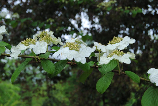 Downy Serviceberry Seedlings for Planting - (Amelanchier arborea) Juneberry Bushes (3 Seedlings)