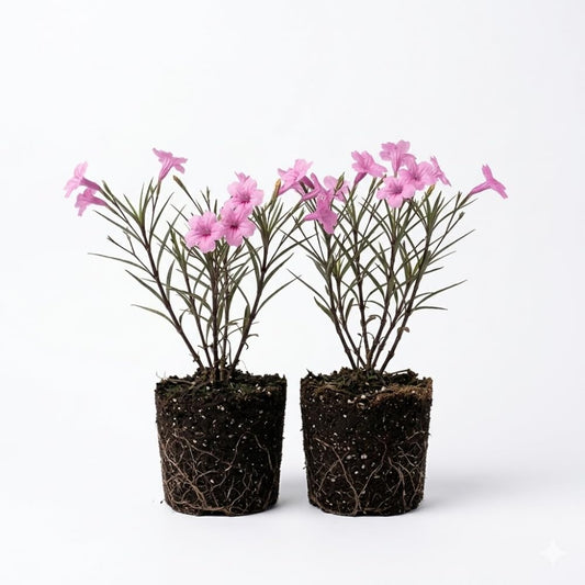 2 Pink Mexican Petunia Plants Live, 5 to 7 Inches, Petunia Flower Live Plant, Shrub Plant Gardening