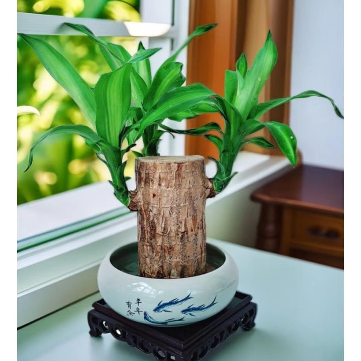 Brazilian Lucky Wood & Lucky Growth Kit,Grow Your Own Luck,Mini Sculpture Art,Good Luck Offices, Kitchens, Living Rooms, Home Decorations (A)