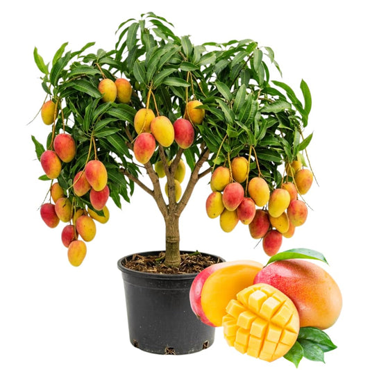 Valencia Mango Trees Live Plants in 3 Gal Pot, Fragrant Mango Fruit Tree from 2 to 3 Feet Tall, Sweet and Fast-Growing, No Ship to CA