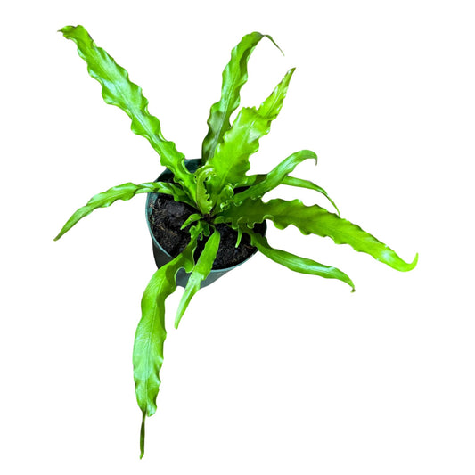 PLANTVERS Live Fern Plant in a 4" Nursey Pot | Low Maintenance Indoor Houseplant | Tropical Air Purifying Green Foliage for Home & Office Decor | Easy-Care Indoor Plant (Bird Nest Fern)