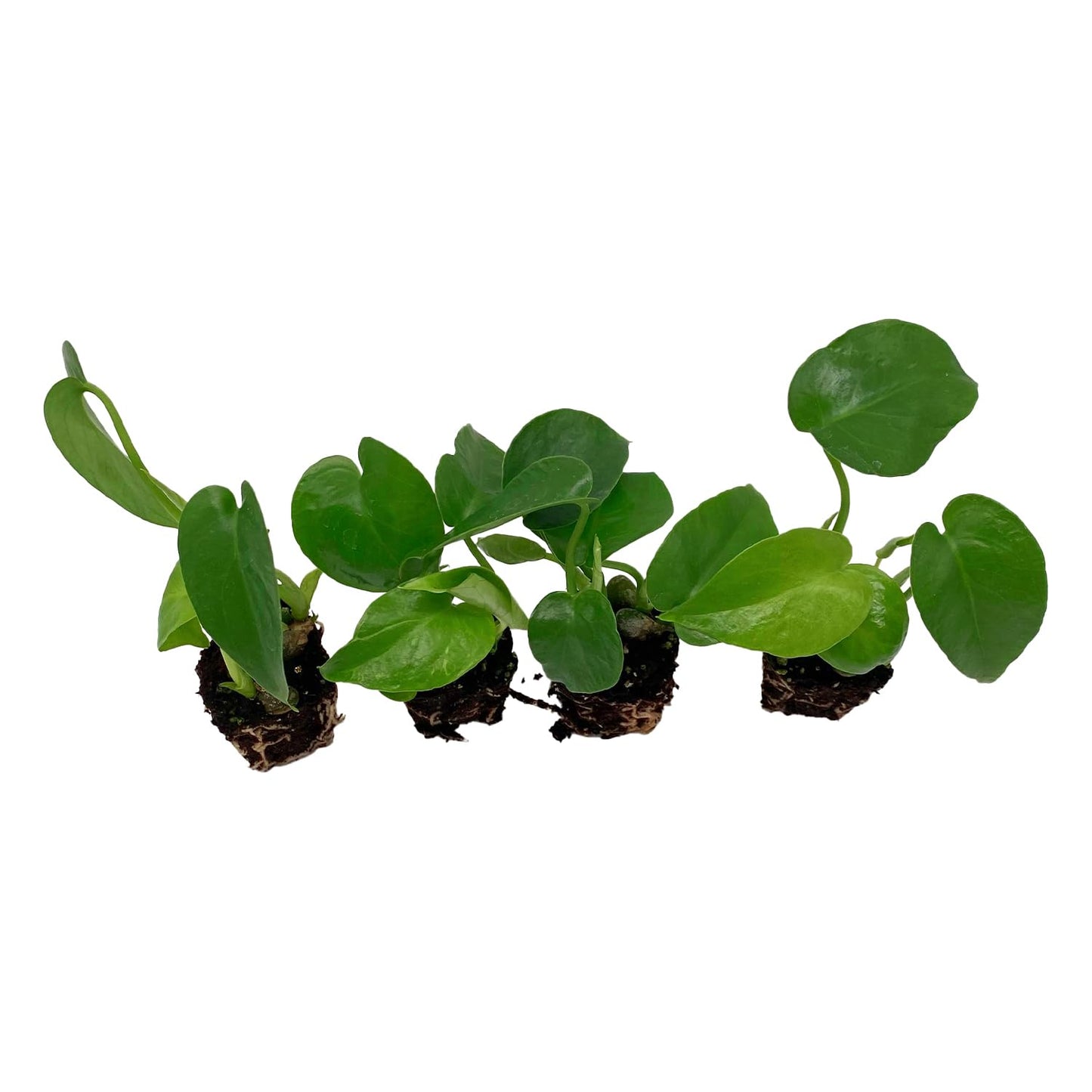 ragnaroc Monstera Deliciosa 2-4" 4ct – Live Plant for Indoor Outdoor Use, Garden & Landscaping – Live Arrival Guaranteed