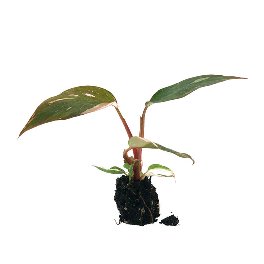 Live Plant - Philodendron Pink Princess, 4-6” Tall 2” Plug - 1ct - Live Arrival Guaranteed - House Plants for Home Decor & Gift